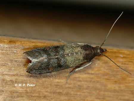 Adult webbing clothes moths (top) are sometimes mistaken for grain-infesting moths, such as the Indianmeal moth (bottom).  