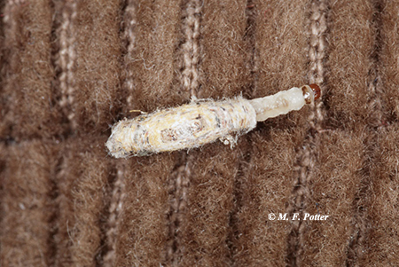 Casemaking clothes moth larvae feed and move about within a tubular case.