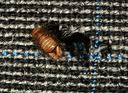 Carpet beetle larvae damage many of the same materials as clothes moths.