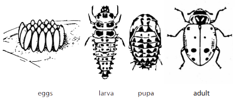 complete metamorphosis beetles