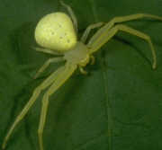 Crab Spider