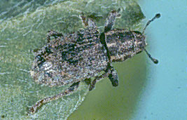 Clover Root Curculio Adult