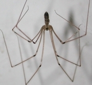 Cellar Spider