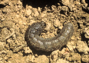 Cutworm