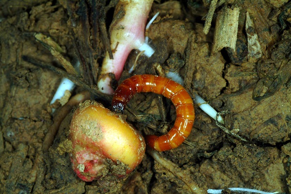 wireworm