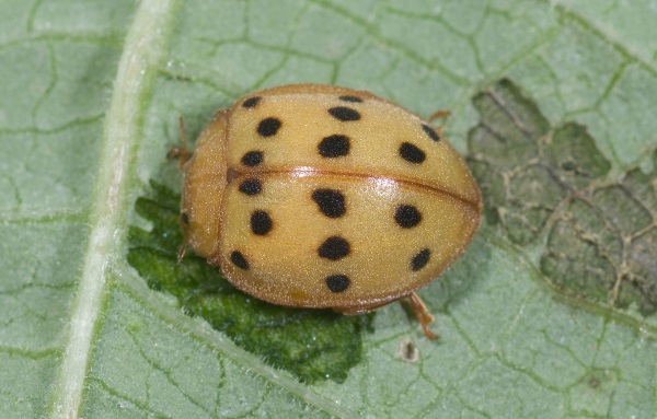 Mexican bean beetle