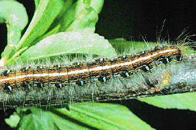 ETC Larva