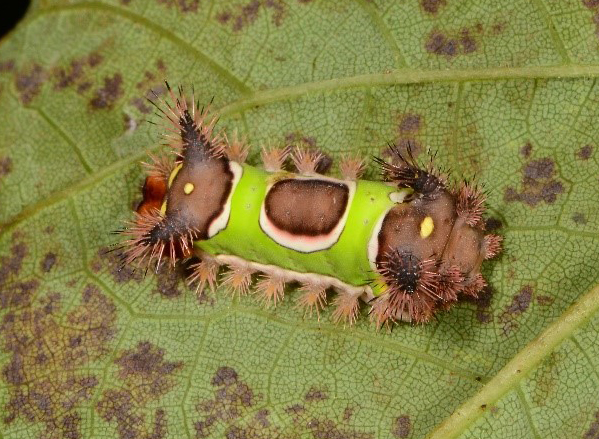 saddleback caterpillar