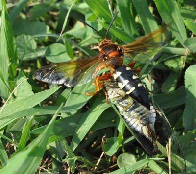 Female Cicada Killer Wasp