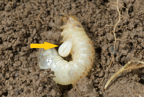 grub with parasite