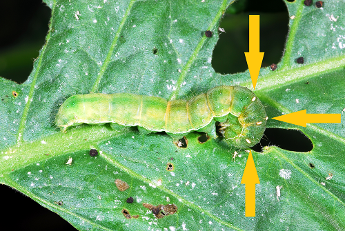 budworm with parasitoid eggs