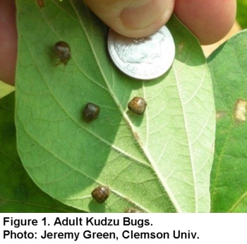 Adult Kudzu Bugs