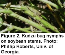 Kudzu bug nymphs