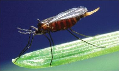 Hessian Fly Adult