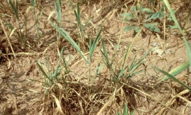 Dead and stunted tillers caused by an early infestation of Hessian fly