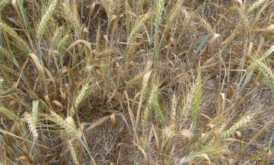 Thin stand and stunted plants resulting from a severe Hessian fly infestation