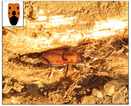 Adult red cocklebur weevil 