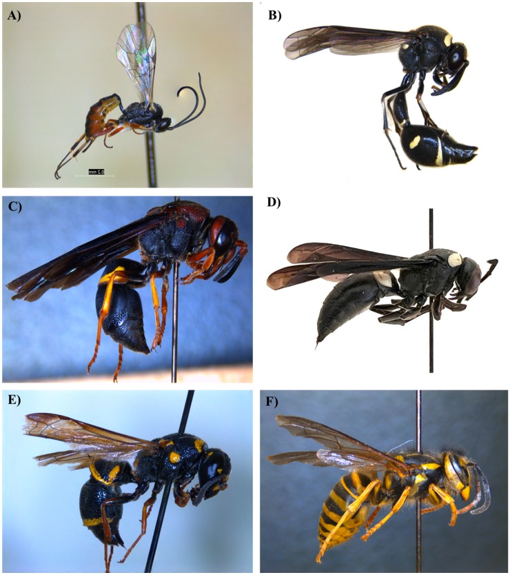 Wasp Species in Hemp