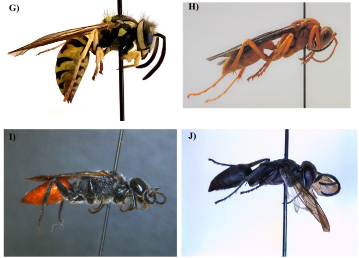 Wasp Species in Hemp