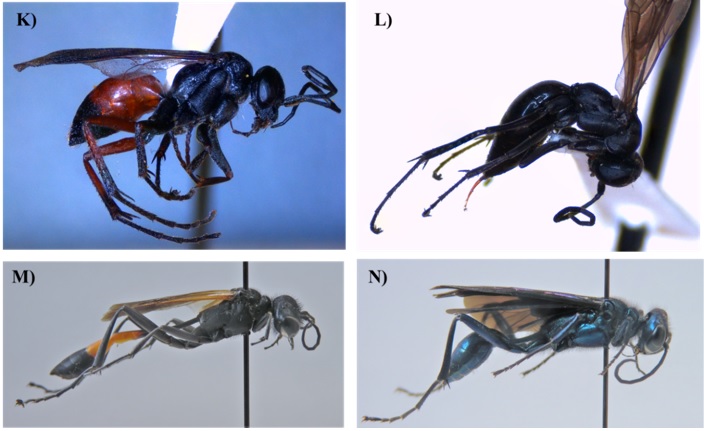 Wasp Species in Hemp