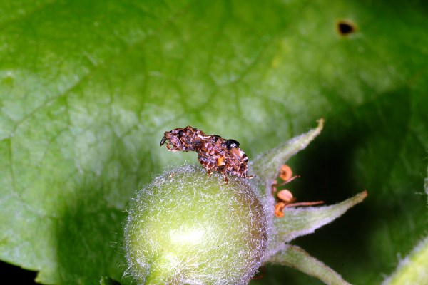 adult plum curculio