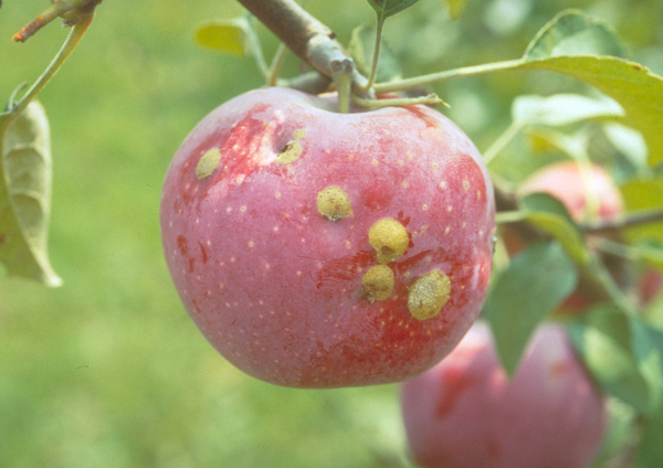 late season fruit scarring