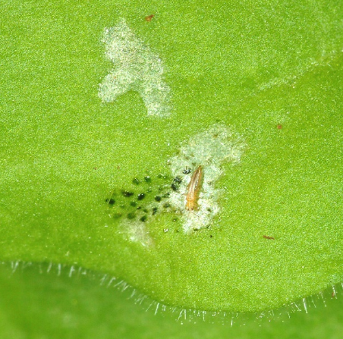 thrips feeding damage