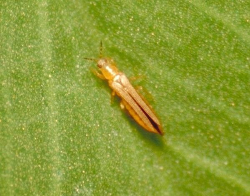 western flower thrips