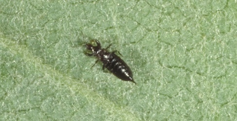 black hunter thrips