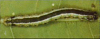 Cankerworm