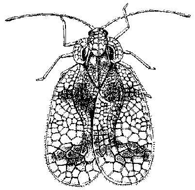 Lace Bug