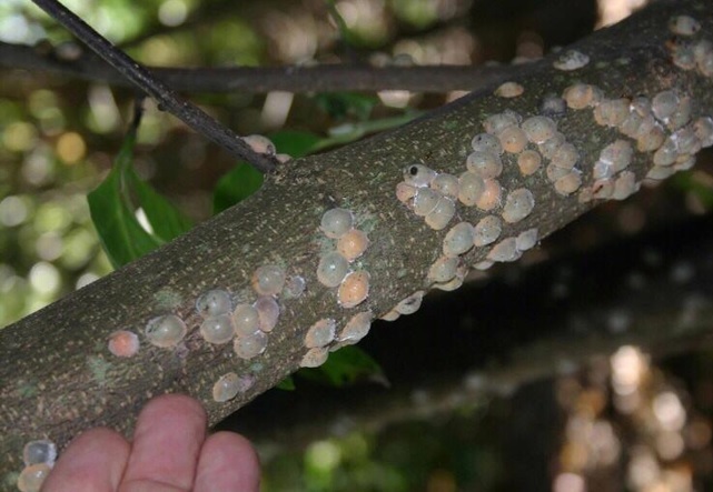 Mature female magnolia scales 