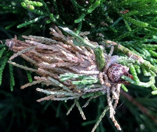 Inside of each bag is a caterpillar that feeds on the leaf materials in their host