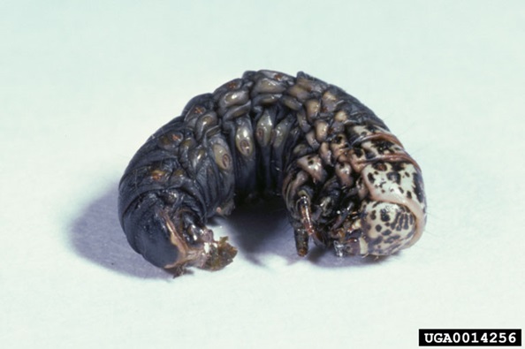 A bagworm without its bag. Bagworms are dark in color with a mottled head cap