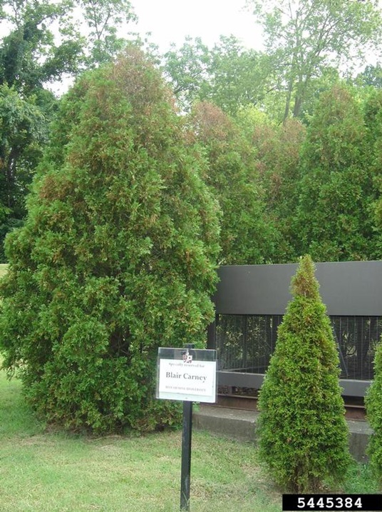 Bagworm damage most often starts at the tops of affected plants