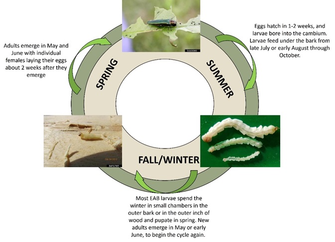 EAB life cycle