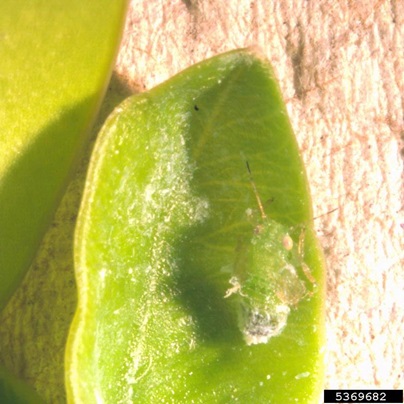 Boxwood psyllid nymphs are small and light green