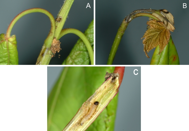 Signs and symptoms of maple shoot borer