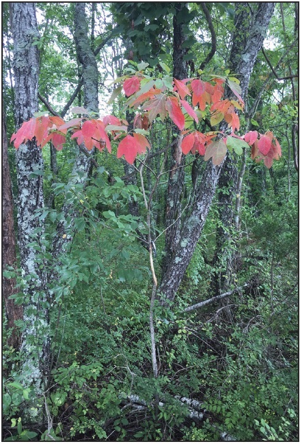 Symptoms of Laurel Wilt on Sassafras