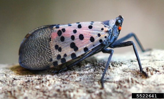 Spotted Lanternfly