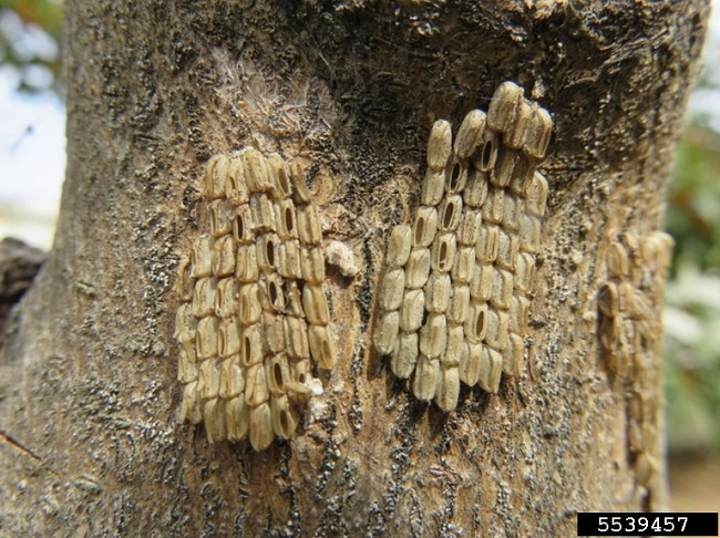 Spotted Lanternfly Eggs After Hatching