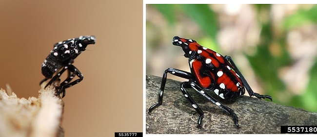 Spotted Lanternfly Nymphs