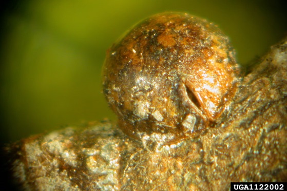 Calico scale females become puffy and globular as they mature