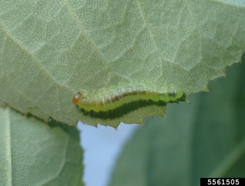 An immature bristly roseslug, one of three different roseslug species 