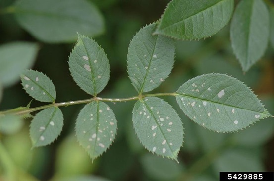 Early feeding by roseslugs produces spotty looking damage that upon closer inspection will be papery areas of damage