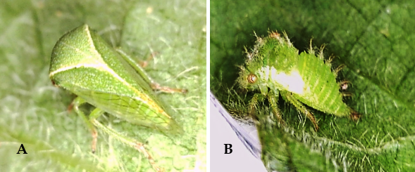 Figure 1. Threecornered alfalfa hopper: A. Adult and B. Nymph. (Photos: Raul Villanueva, UK)