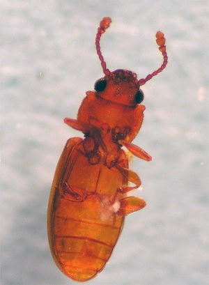 Foreign Grain Beetle