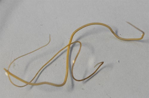 Horsehair Worm