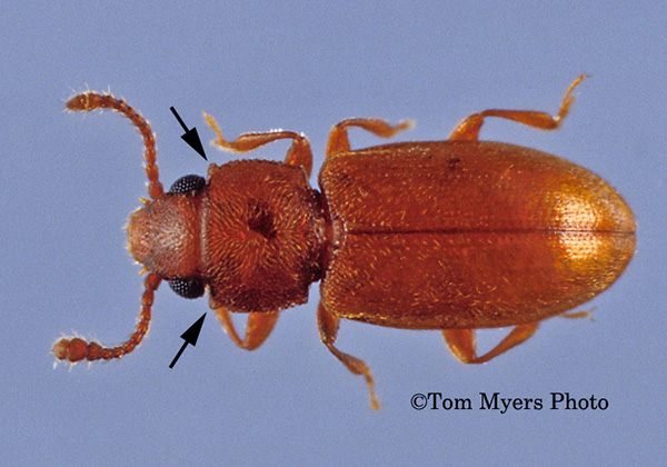 Foreign grain beetle