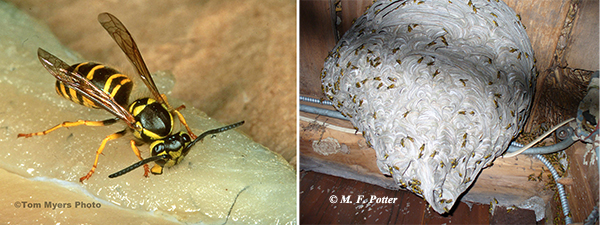 Yellowjackets are one of the most dangerous insect pests in the U.S. Although nests are often constructed belowground, this one was located in an attic.  